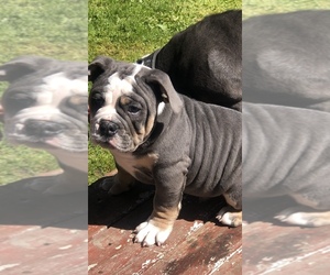 Olde English Bulldogge Puppy for sale in PARKLAND, WA, USA