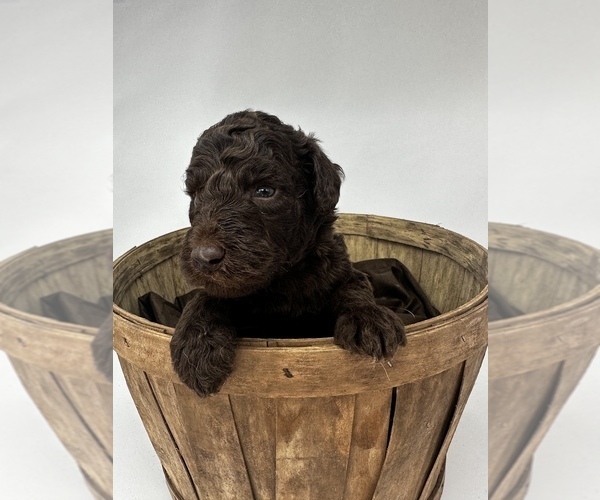 Medium Photo #5 Labradoodle-Labrador Retriever Mix Puppy For Sale in KENLY, NC, USA