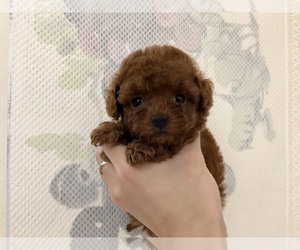 Poodle (Toy) Puppy for sale in SAN FRANCISCO, CA, USA