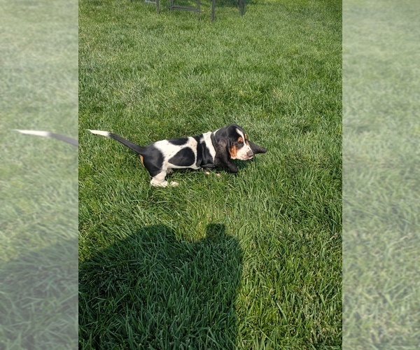 Medium Photo #21 Basset Hound Puppy For Sale in JEROME, ID, USA