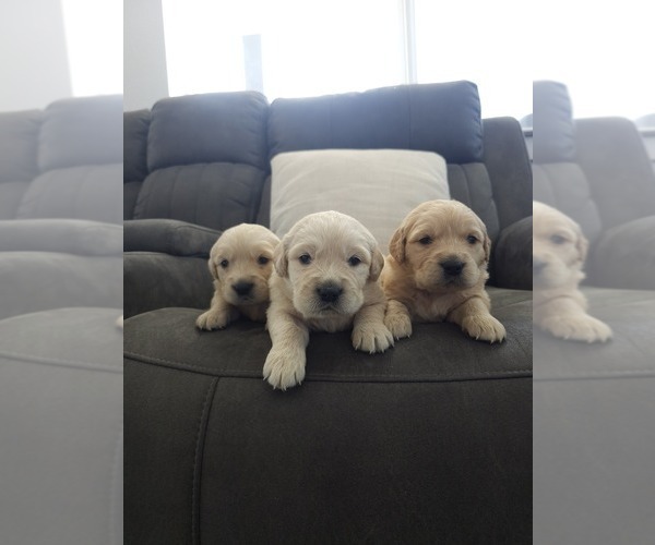 Medium Photo #4 Golden Retriever Puppy For Sale in ELVERTA, CA, USA