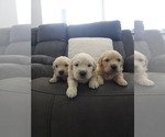 Litter of 8 - Male(s) and Female(s) Golden RetrieverLitter of Puppies for Sale - Photo #4