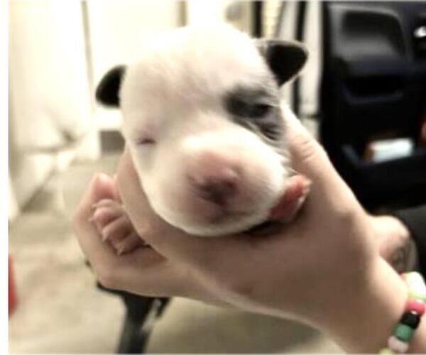 Medium Photo #2 Mutt Puppy For Sale in Houston, TX, USA