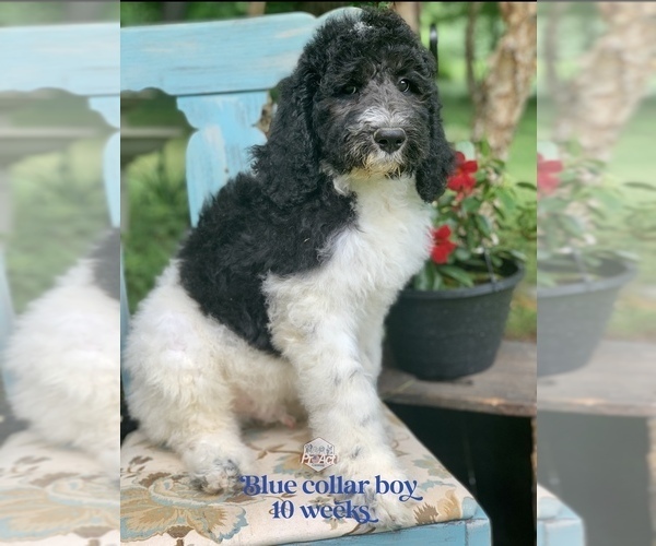 Medium Photo #1 Saint Berdoodle Puppy For Sale in PAW PAW, MI, USA