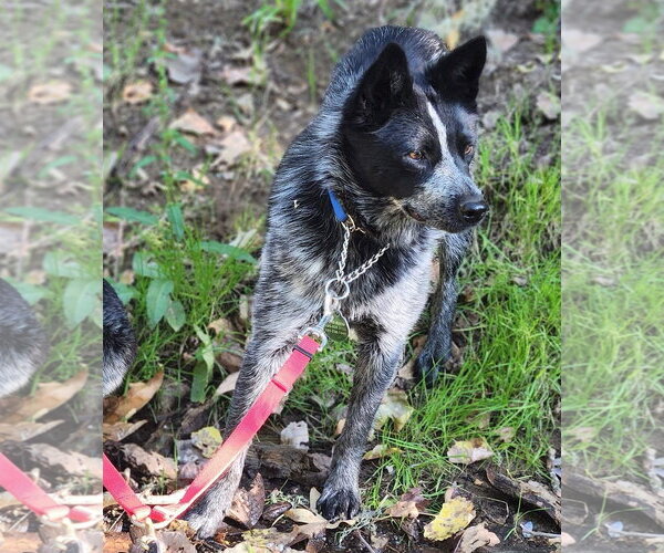 Medium Photo #4 Mutt Puppy For Sale in Paso Robles, CA, USA