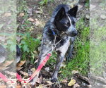 Small #3 Mutt