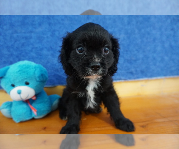 Medium Photo #4 Cavalier King Charles Spaniel Puppy For Sale in CHILTON, WI, USA