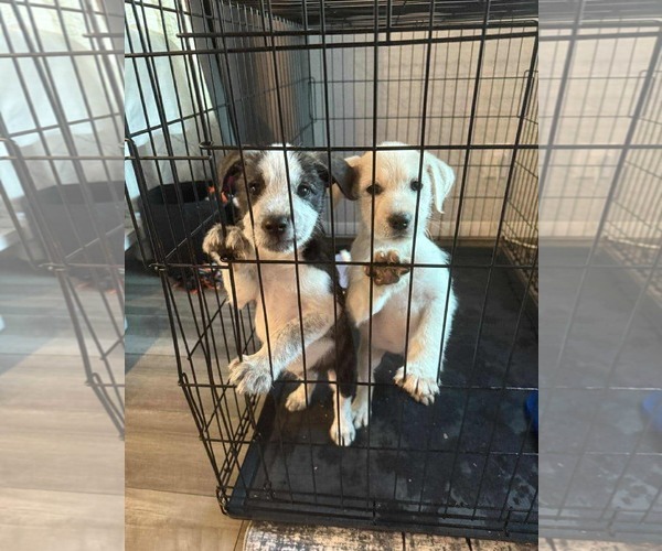 Medium Photo #3 Mutt Puppy For Sale in Princeton, MN, USA