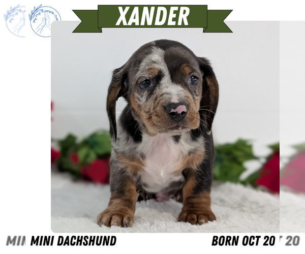 Medium Photo #1 Dachshund Puppy For Sale in GOSHEN, IN, USA