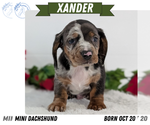 Puppy Xander Dachshund