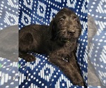 Small Photo #3 Labradoodle Puppy For Sale in AIKEN, SC, USA