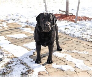 Father of the Labrador Retriever puppies born on 07/04/2026