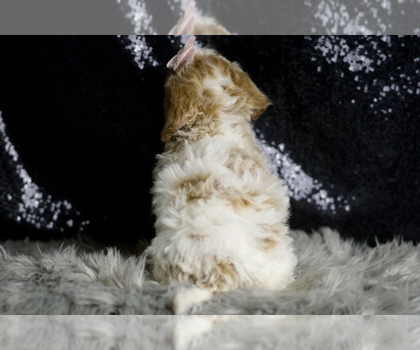 Medium Photo #7 Goldendoodle (Miniature) Puppy For Sale in WARSAW, IN, USA