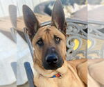 Small #2 German Shepherd Dog Mix
