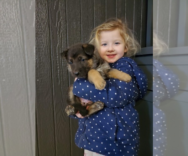 Medium Photo #4 German Shepherd Dog Puppy For Sale in ELMA, IA, USA