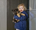 Small Photo #4 German Shepherd Dog Puppy For Sale in ELMA, IA, USA