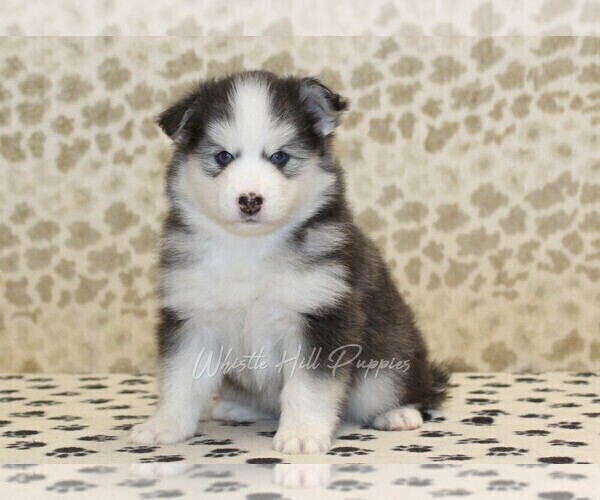 Medium Photo #1 Pomsky Puppy For Sale in DENVER, PA, USA