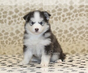 Pomsky Puppy for sale in DENVER, PA, USA