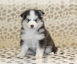 Small Pomsky