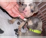 Puppy 1 French Bulldog