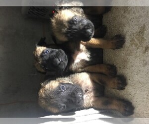 Belgian Malinois Puppy for sale in CHULA VISTA, CA, USA