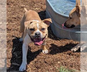 American Bulldog-Unknown Mix Dogs for adoption in Denver, CO, USA