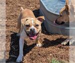 Small American Bulldog Mix