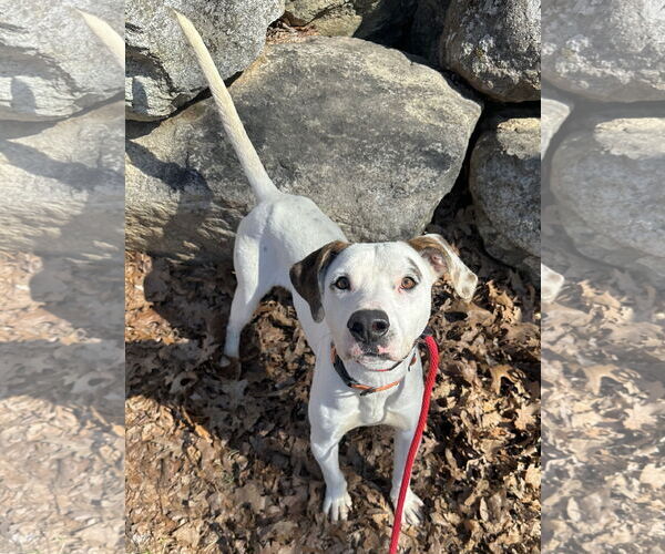Medium Photo #13 Lab-Pointer Puppy For Sale in Rockaway, NJ, USA