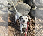 Small #12 Lab-Pointer