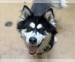 Small #1 Siberian Husky