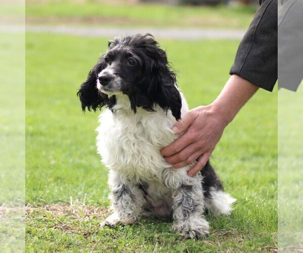 Medium Photo #1 Boston Terrier-Cock-A-Poo Mix Puppy For Sale in PORT ROYAL, PA, USA