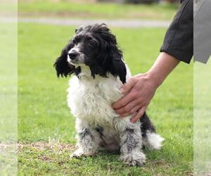 Mother of the Boston Terrier-Cock-A-Poo Mix puppies born on 02/01/2026