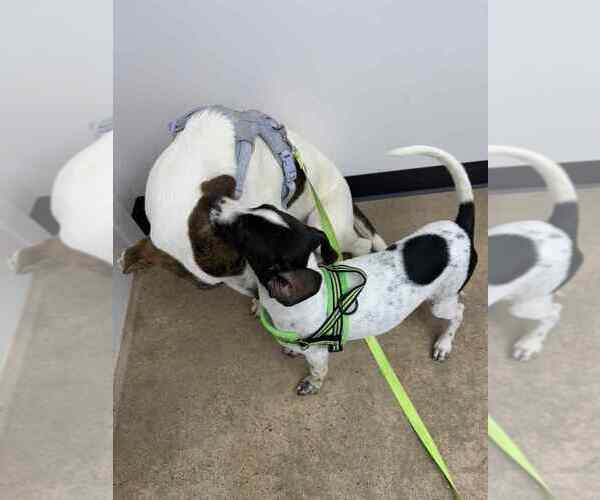 Medium Photo #4 Mutt Puppy For Sale in Oak Bluffs, MA, USA