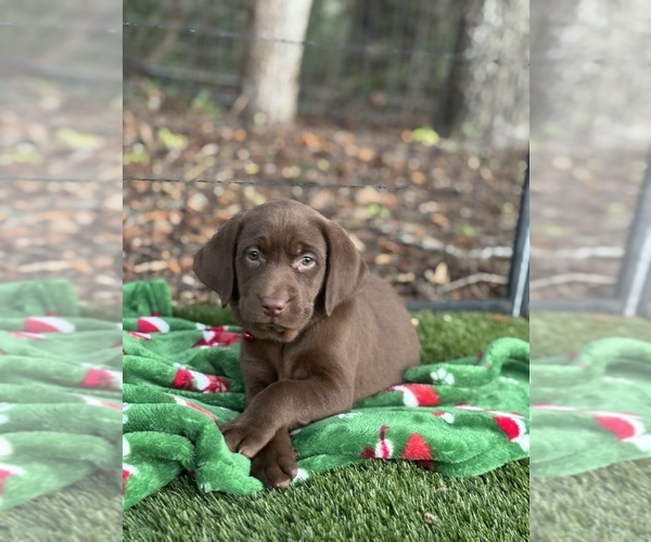 Medium Photo #4 Labrador Retriever Puppy For Sale in SPRING HILL, FL, USA
