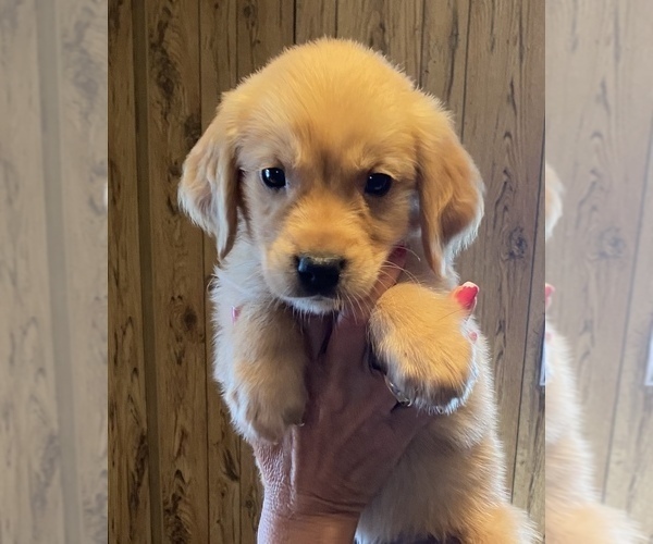 Medium Photo #3 Golden Retriever Puppy For Sale in CRESCENT CITY, FL, USA
