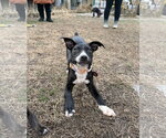Small #8 Boston Huahua