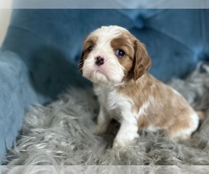 Cavalier King Charles Spaniel Puppy for sale in MARINA DEL REY, CA, USA
