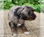 Small #7 F2 Aussiedoodle