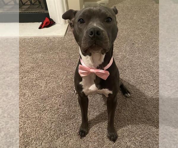 Medium Photo #1 American Staffordshire Terrier-Unknown Mix Puppy For Sale in San Antonio, TX, USA