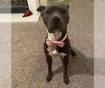 Small American Staffordshire Terrier Mix