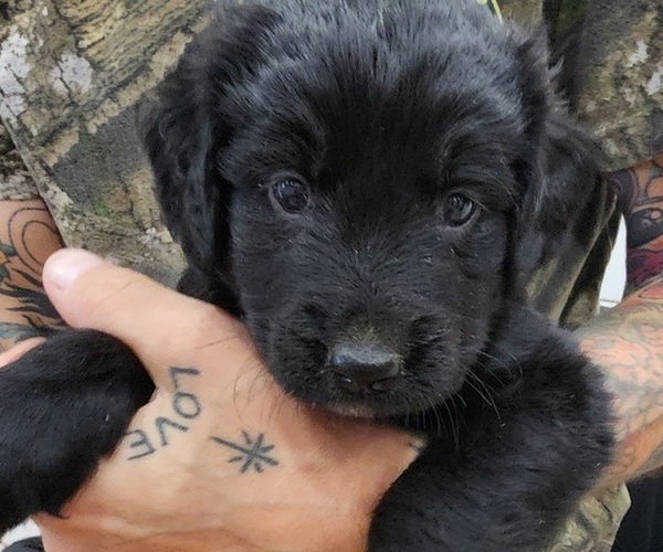 Medium Photo #1 Bernedoodle Puppy For Sale in WACO, TX, USA