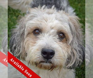 Petit Basset Griffon Vendeen-Unknown Mix Dogs for adoption in Huntley, IL, USA