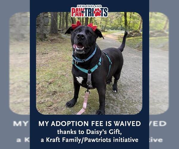 Medium Photo #1 Labrador Retriever-Unknown Mix Puppy For Sale in Dedham, MA, USA