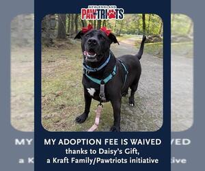 Labrador Retriever-Unknown Mix Dogs for adoption in Dedham, MA, USA