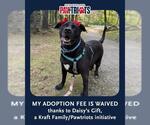 Small Labrador Retriever Mix