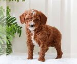 Small #3 Goldendoodle (Miniature)