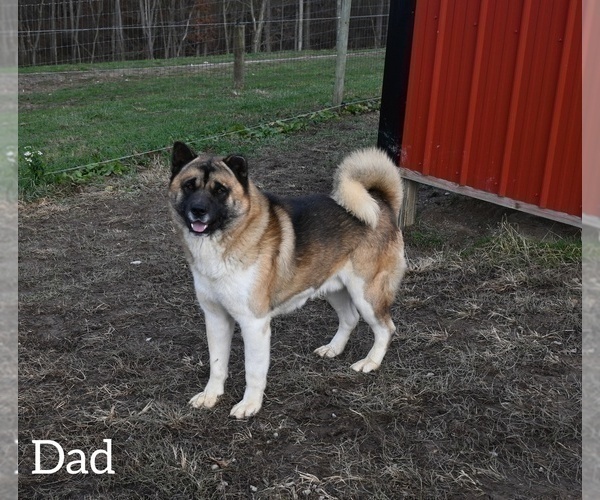Medium Photo #1 Akita Puppy For Sale in MILLERSBURG, OH, USA