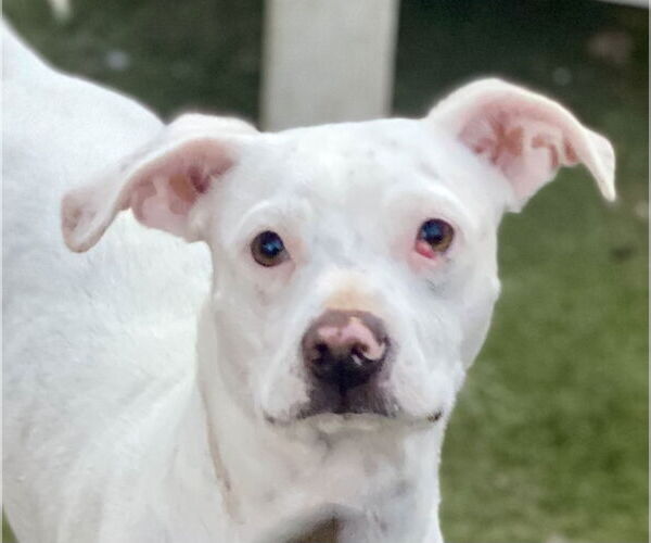 Medium Photo #1 American Bulldog-Unknown Mix Puppy For Sale in Newport Beach, CA, USA