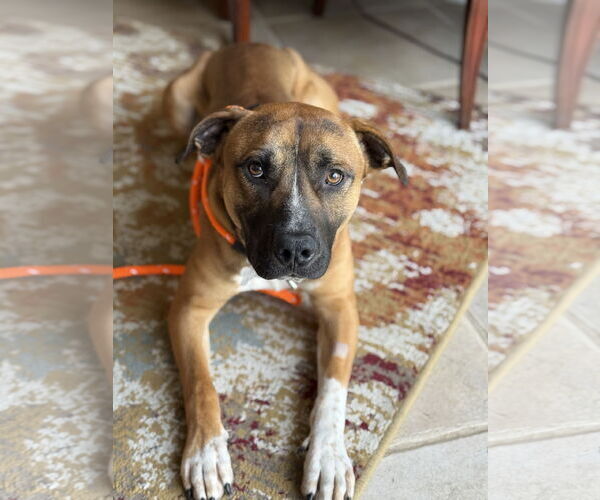 Medium Photo #6 Boxer-Unknown Mix Puppy For Sale in Holly Springs, NC, USA