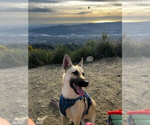 Ella - located in CA - Female Mutt Dog for Adoption - Photo #2